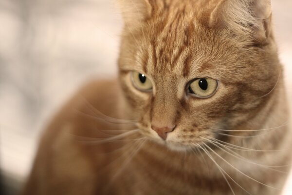 Expressive look of a red-haired cat