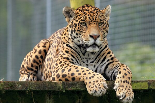 Jaguar resting on a wooden deck