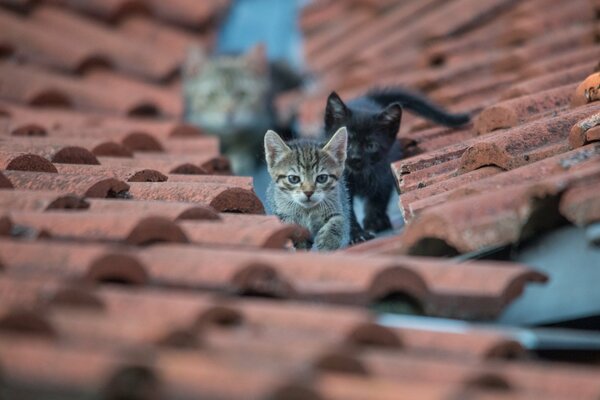 Due gattini che camminano sul tetto