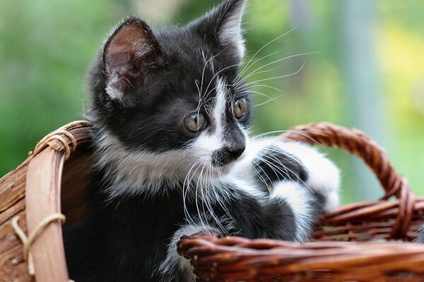 Chaton noir et blanc dans un panier