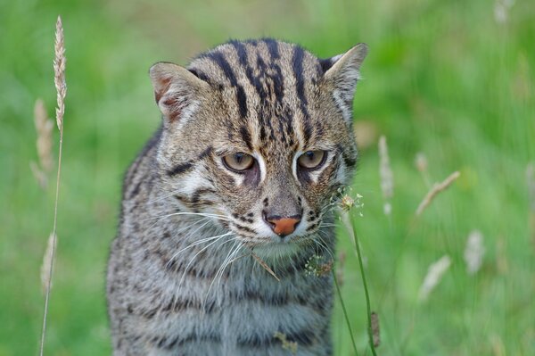 Wildkatze ging auf die Jagd