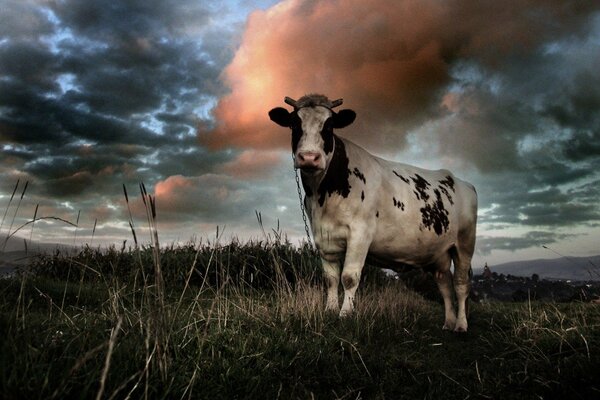 A cow grazes in a meadow with clouds