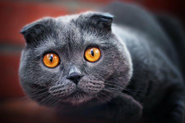 Occhi luminosi di gatto grigio piegato