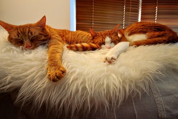 Sur la chambre se trouve deux chats mari et femme ils sont amoureux