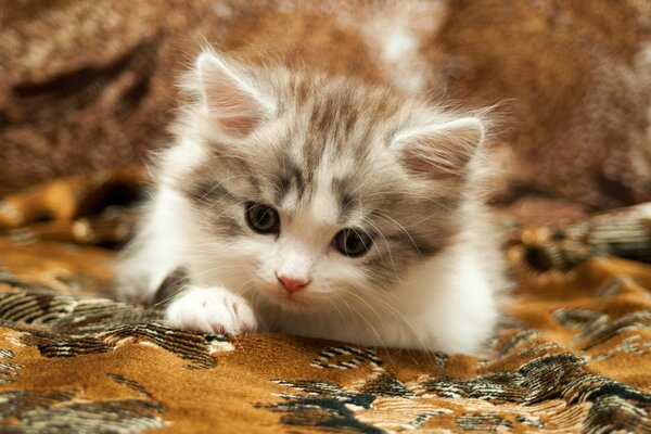 Piccolo gattino sul tappeto