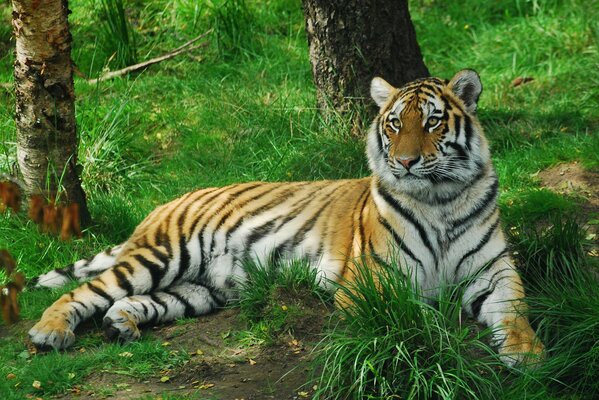 Piękny Tygrys na zielonej trawie