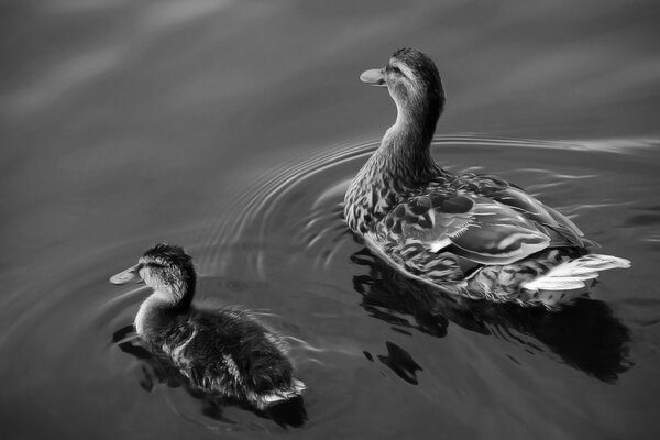 Famille de canard photo noir et blanc