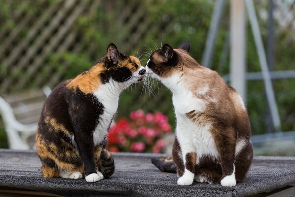 Conocer gatos divertidos coloreados