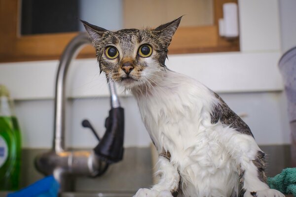 Gatto bagnato fuori dall acqua