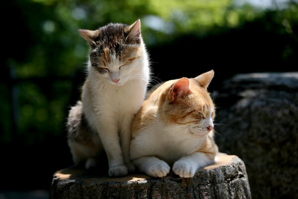 Ein paar Katzen sonnen sich in der Sonne