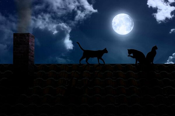 Black cats in the full moon on the roof