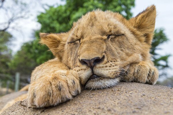 Das Löwenbaby ruht auf einem Stein. Tagsüber schlafen