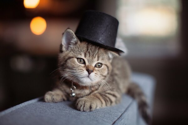 Котенок в шляпке милый фон