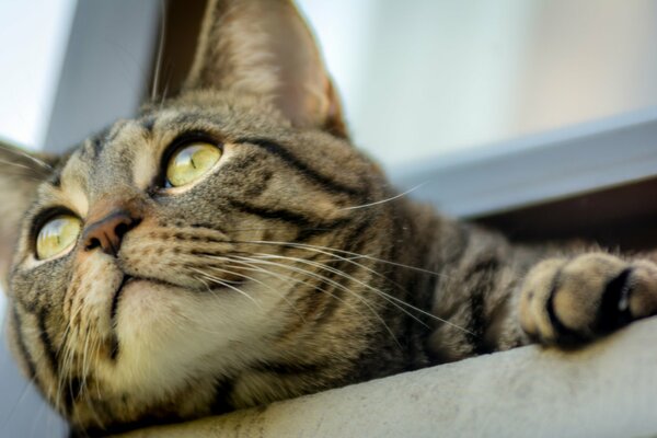 Ojos de gato con ojos amarillos