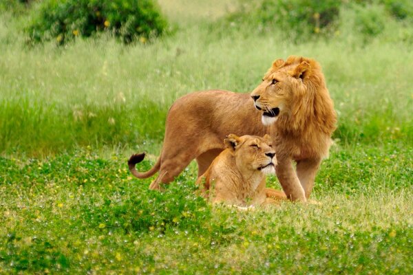 Uno dei due leoni è in piedi e l altro giace come se sapessero di essere fotografati