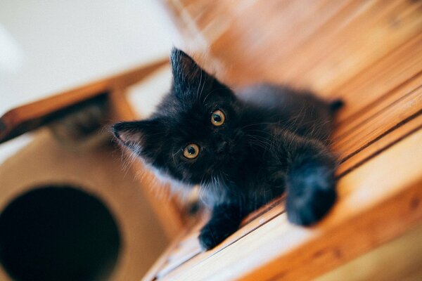 Cute black fluffy kitten