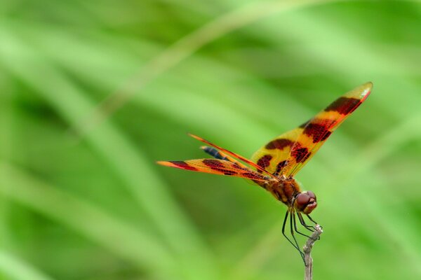 A dragonfly is sitting on a branch