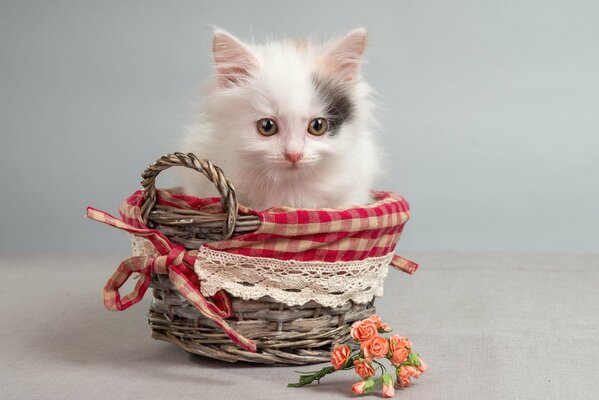 Gattino bianco seduto in un cestino