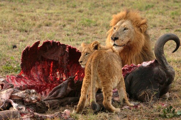 Leone e leonessa mangiano la loro preda