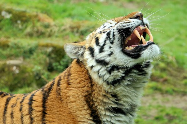 Amur tiger shows fangs