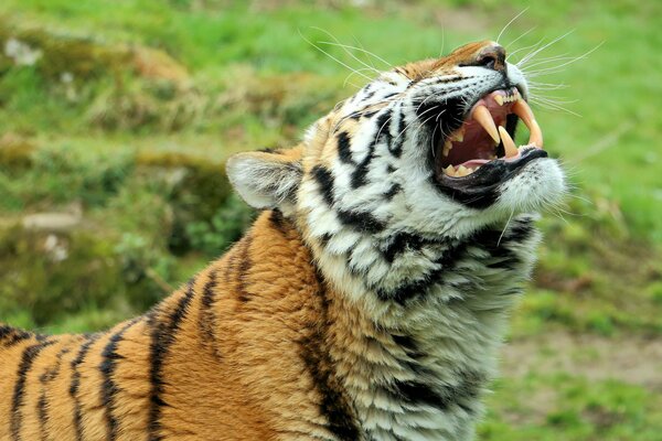 Le tigre de l amour montre des crocs