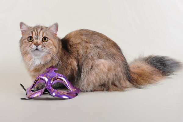 Пушистая кошка с фиолетовой маской