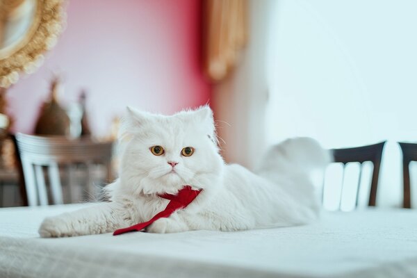 Persian cat with a tie on the table