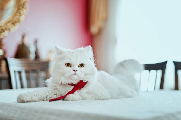 Персидская кошка с галстуком на столе