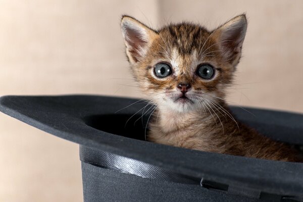 Chaton a grimpé dans un chapeau noir