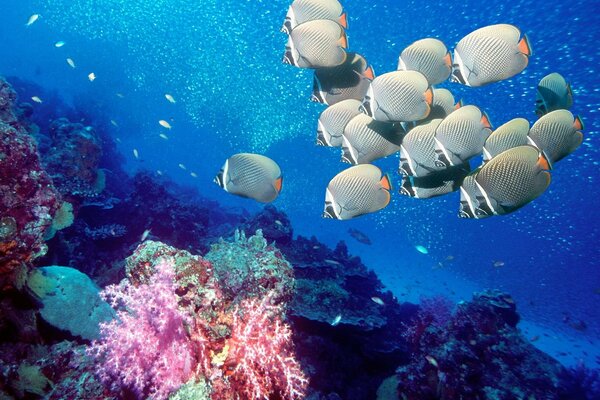 Un banco di pesci nell oceano blu