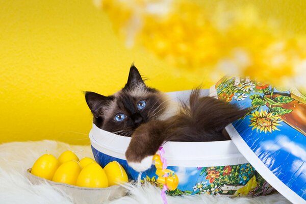A cat in a box on a yellow background