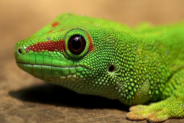 Green lizard with big eyes