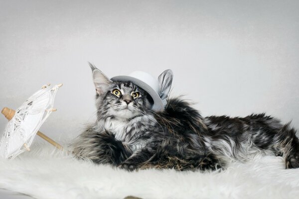 Hermoso gato en un sombrero con un paraguas