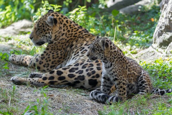 Ein Jaguar mit seinem kleinen Jungen