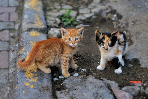 A couple of cute street kittens