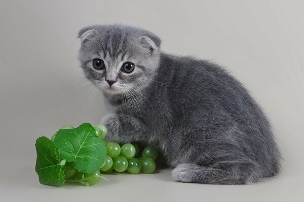 Lop-eared gray kitten and green grapes