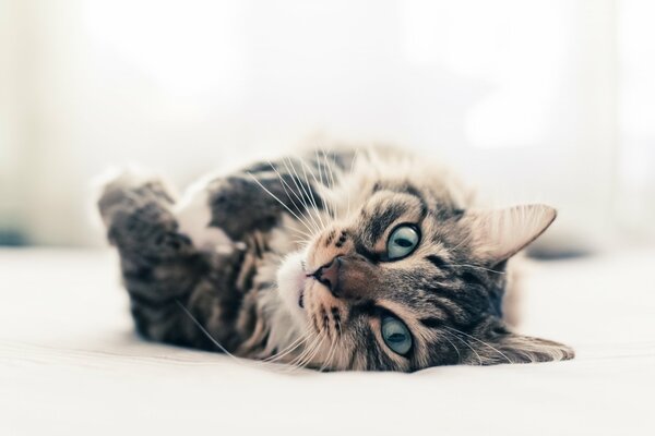 The yellow-eyed cat is lying on its side