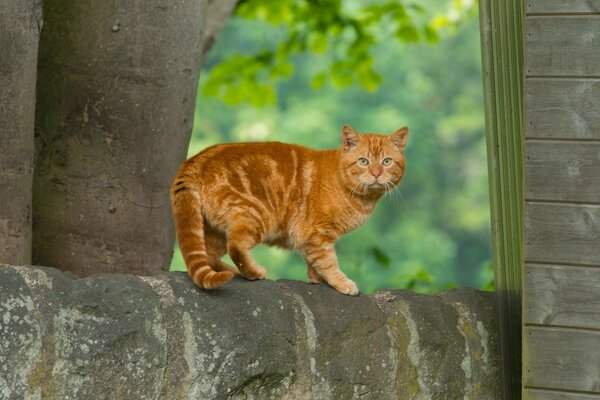 Rothaarige Katze mit intelligentem Blick