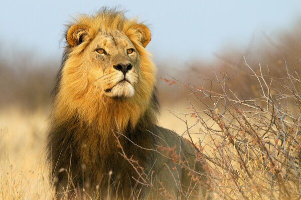 Re leone della savana africana