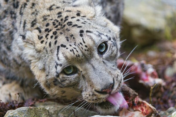 Leopardo de las Nieves con aspecto depredador