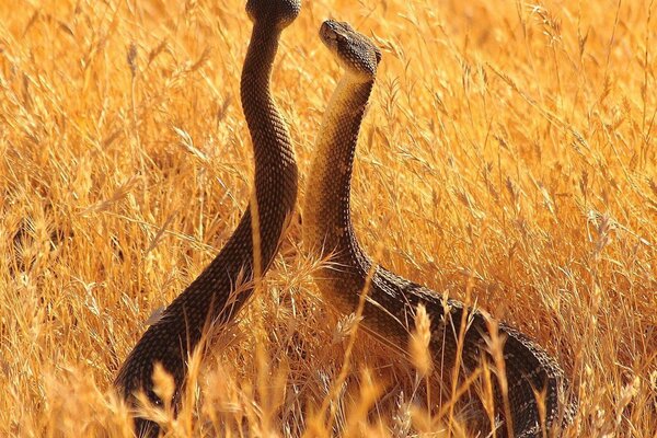 Les serpents ont décidé de mesurer leurs forces