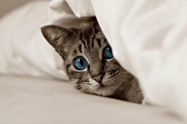 Cara de gatito con ojos azules