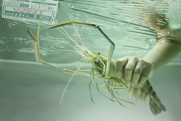 Langouste à la main sous le couvert de l eau