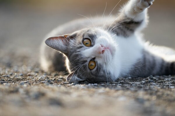 Gatto grigio in giro per la strada