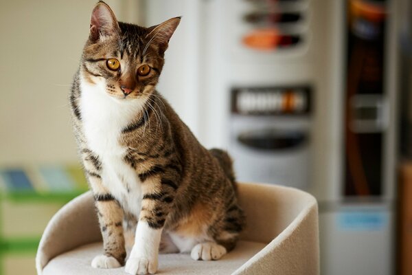 A pet cat is sitting on a chair