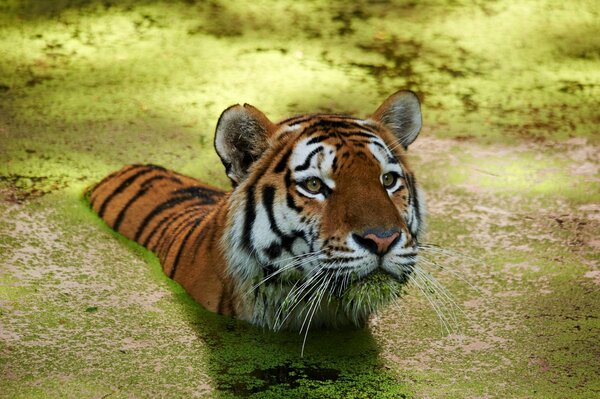 Большой тигр плавает в воде