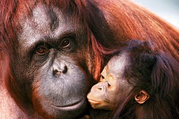 Das Orang-Utan-Weibchen und ihr Jungtier