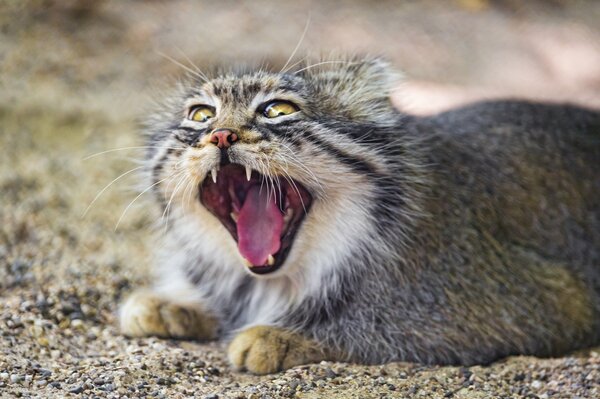 Das große Gähnen einer zotteligen Katze