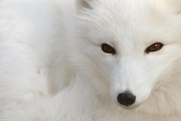 Zorro blanco con ojos marrones difíciles