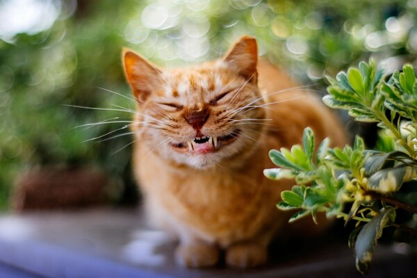 Gato sonriente en la naturaleza